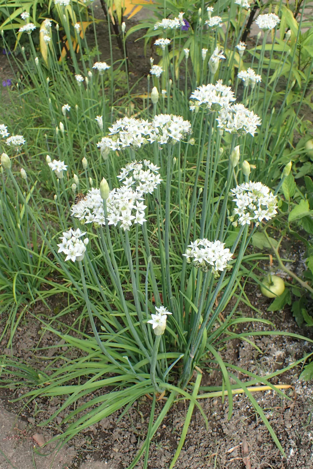 Garlic Chives (Allium tuberosum)
