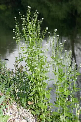 Garlic Mustard (Jack-by-the-hedge) (Alliaria petiolata)