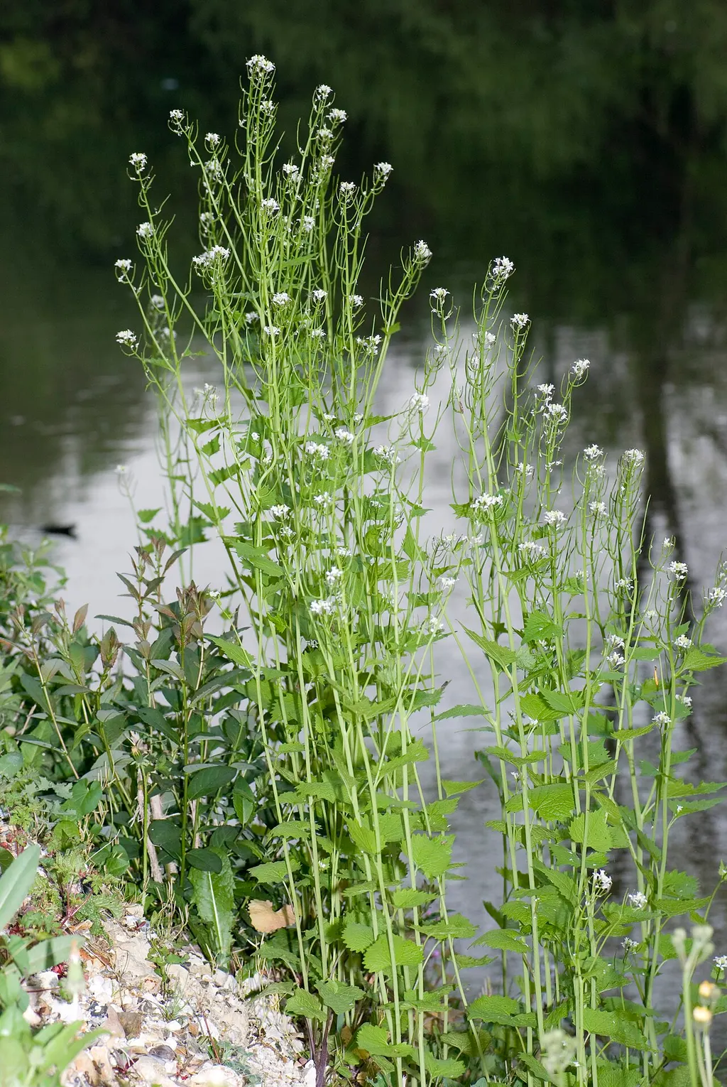 Garlic Mustard (Jack-by-the-hedge) (Alliaria petiolata)