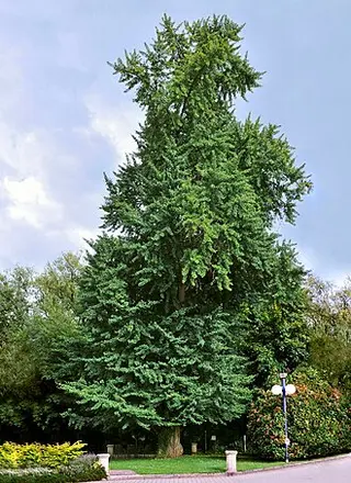 Ginkgo (Maidenhair Tree) (Ginkgo biloba)