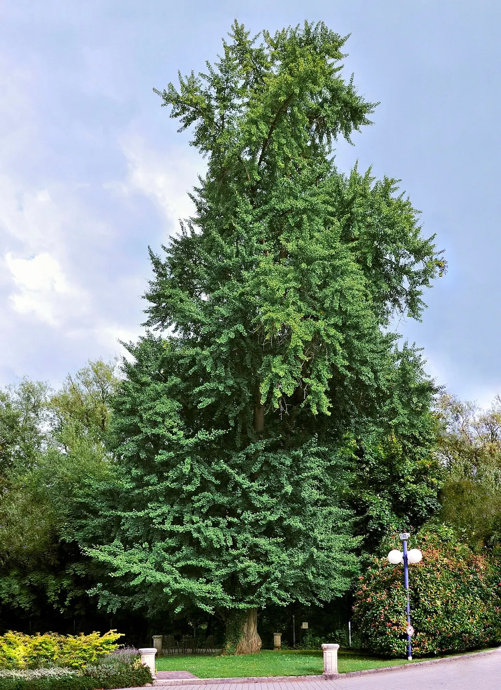 Ginkgo (Maidenhair Tree) (Ginkgo biloba)
