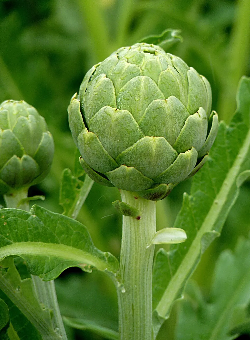 Globe Artichoke (Cynara cardunculus var. scolymus)