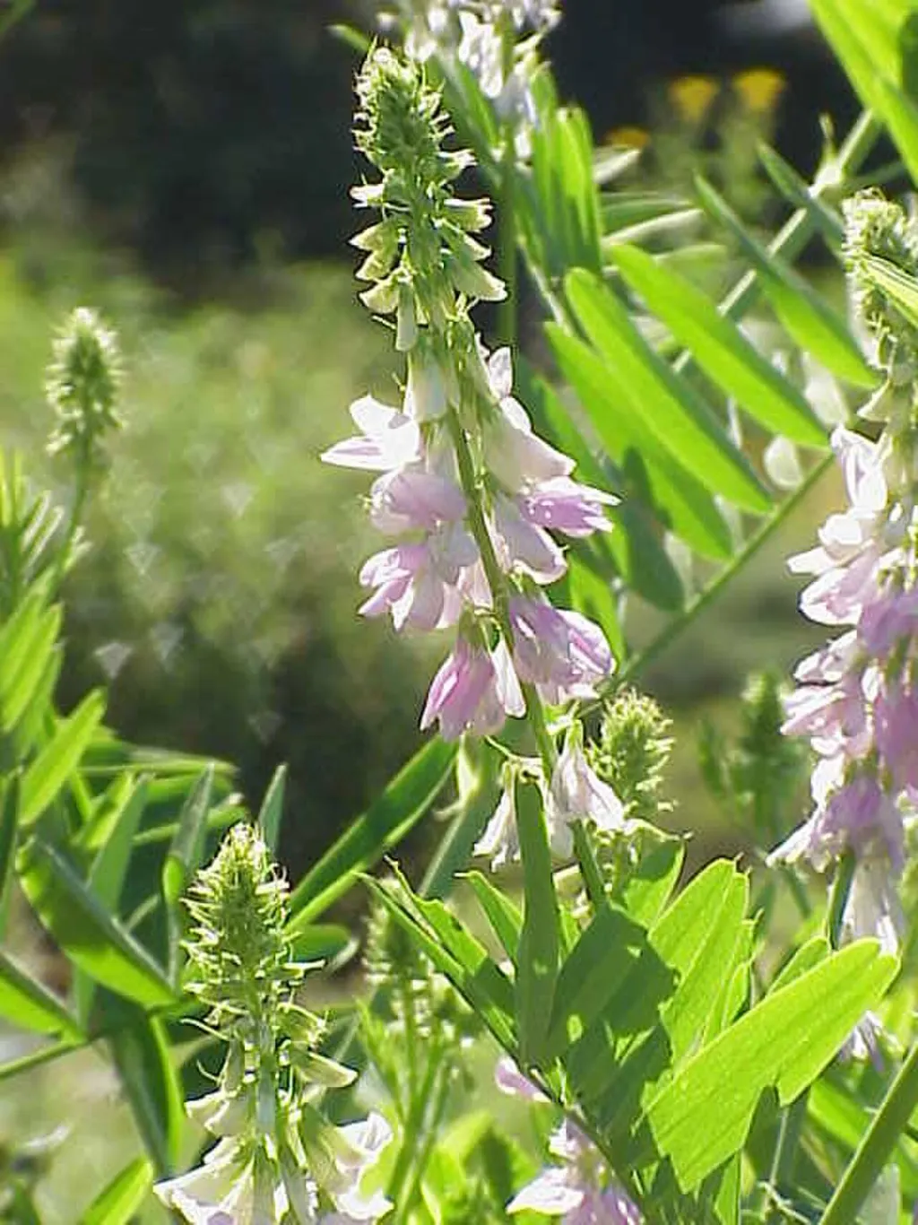 Goat's Rue (Galega officinalis)