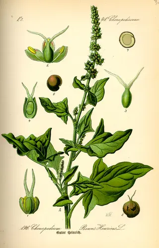 Good King Henry (Blitum bonus-henricus)
