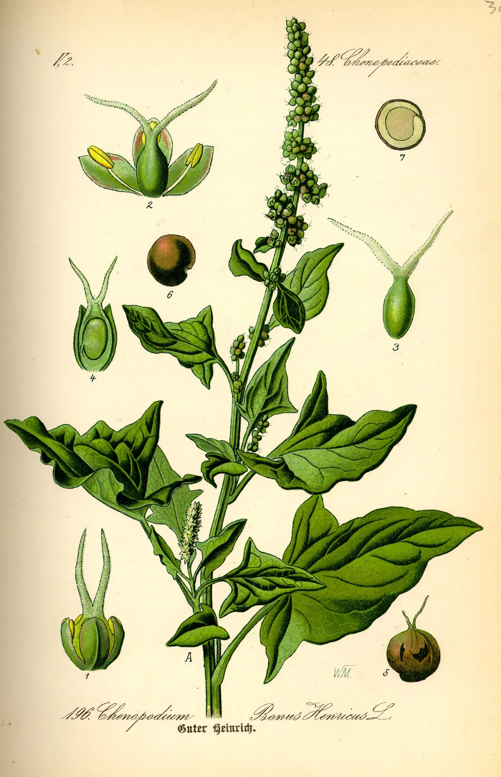 Good King Henry (Blitum bonus-henricus)