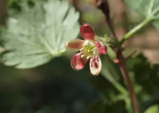 Gooseberry (Ribes uva-crispa)