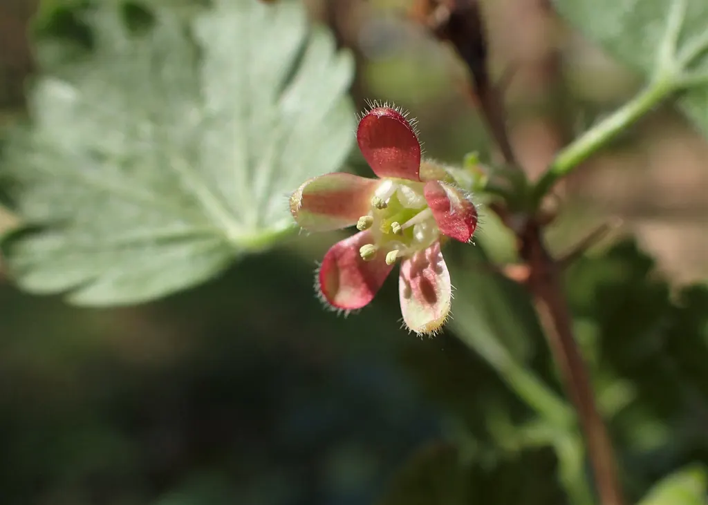 Gooseberry (Ribes uva-crispa)