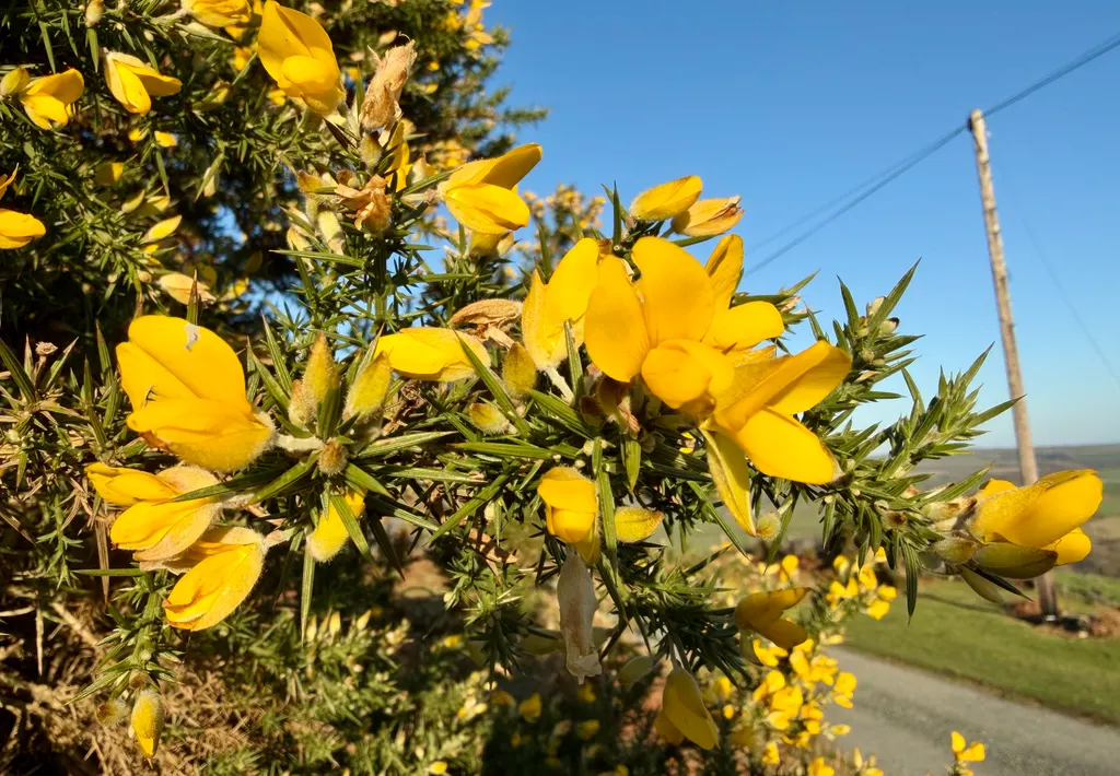 Gorse (Ulex europaeus)
