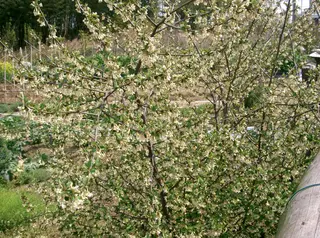 Goumi (Elaeagnus multiflora)
