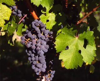 Grape Vine (Vitis vinifera)