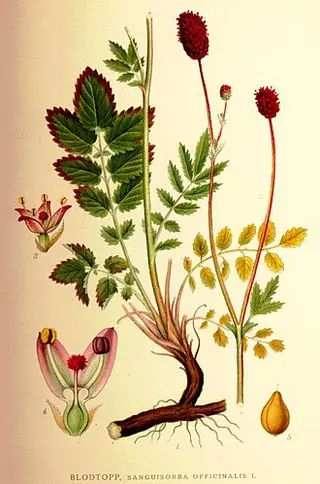 Great Burnet (Sanguisorba officinalis)