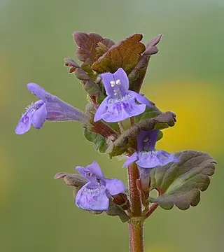 Ground Ivy (Glechoma hederacea)