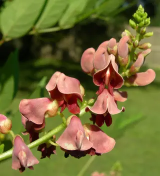 Groundnut (Apios) (Apios americana)