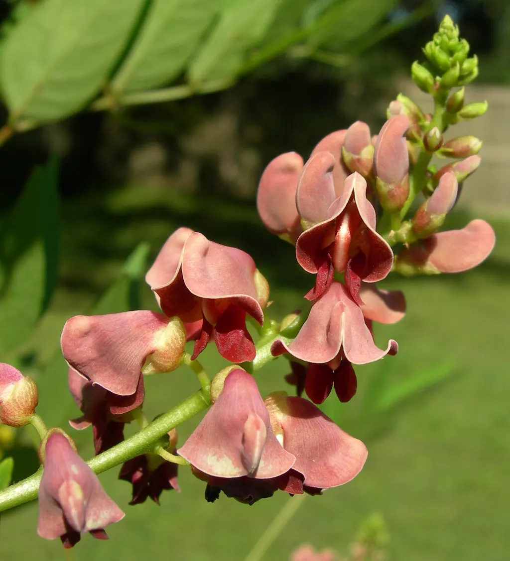 Groundnut (Apios) (Apios americana)