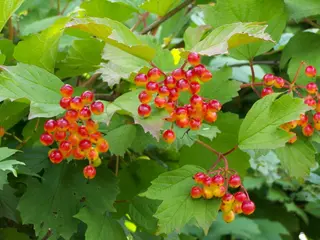 Guelder Rose (Viburnum opulus)