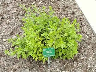 Caucasian Spinach (Hablitzia tamnoides)