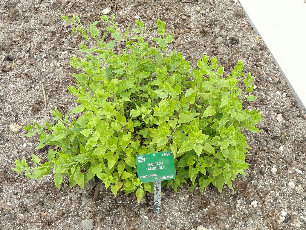 Caucasian Spinach (Hablitzia tamnoides)