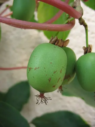 Hardy Kiwi (Actinidia arguta)