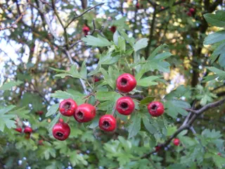 Hawthorn (Crataegus monogyna)