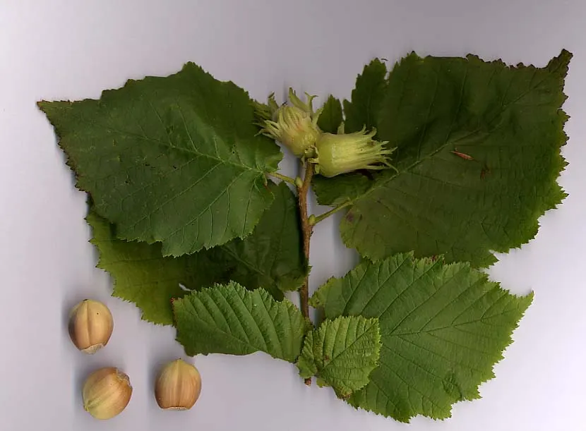 Hazel (Corylus avellana)