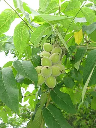 Heartnut (Juglans ailantifolia var. cordiformis)