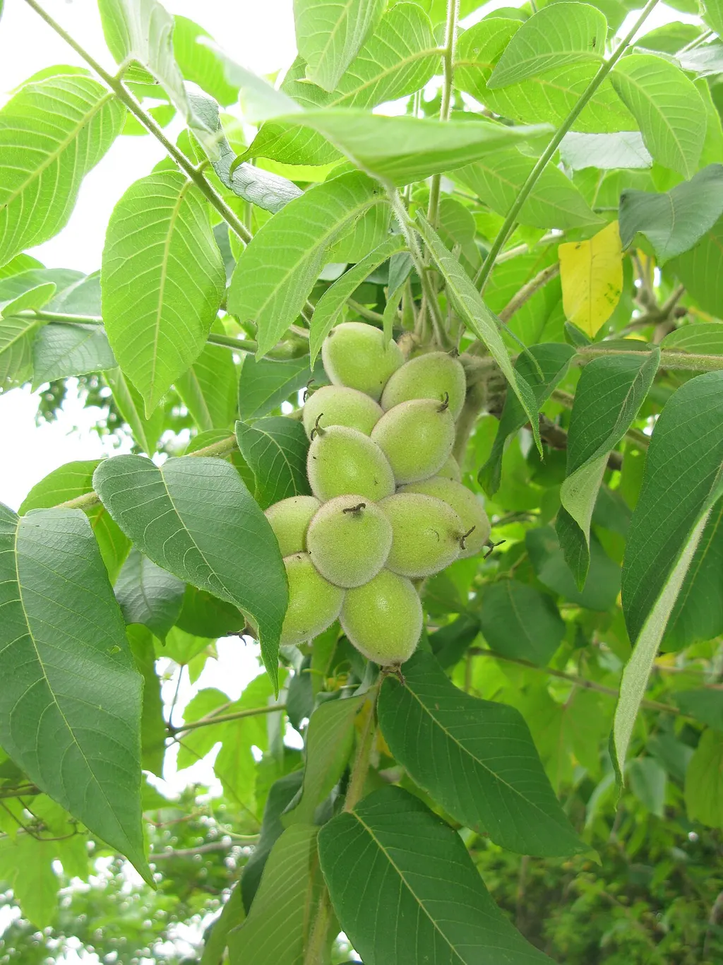 Heartnut (Juglans ailantifolia var. cordiformis)