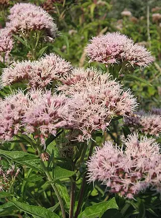 Hemp Agrimony (Eupatorium cannabinum)