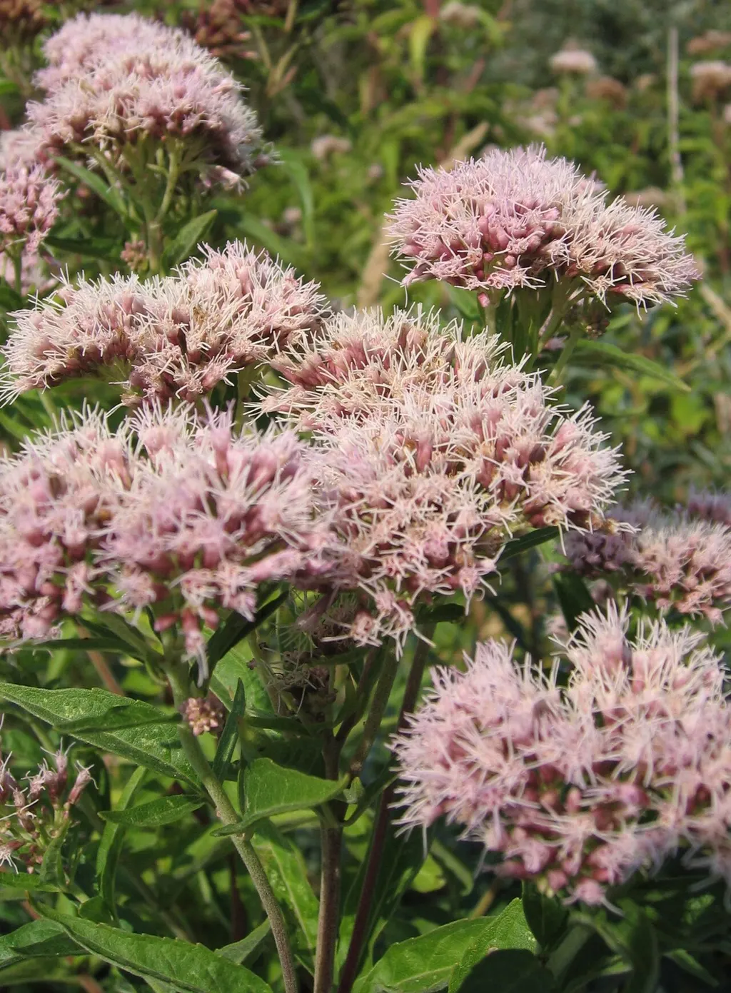 Hemp Agrimony (Eupatorium cannabinum)