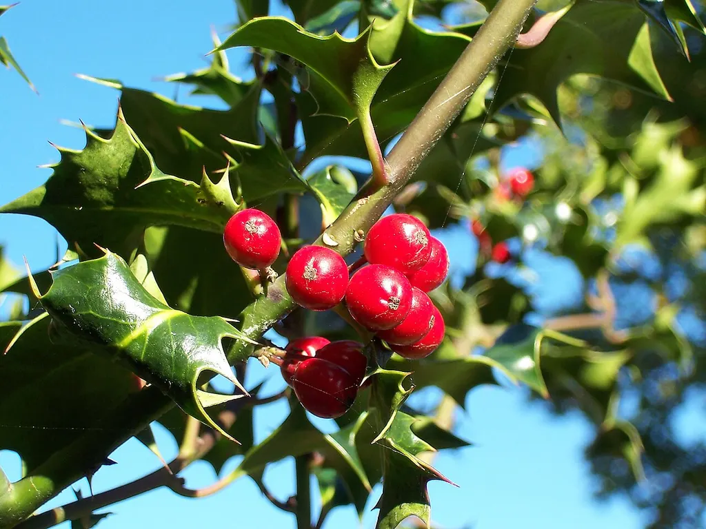 Holly (Ilex aquifolium)