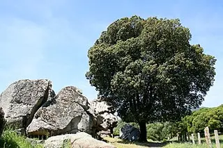 Holm Oak (Quercus ilex)