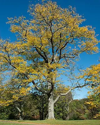 Honey Locust (Gleditsia triacanthos)