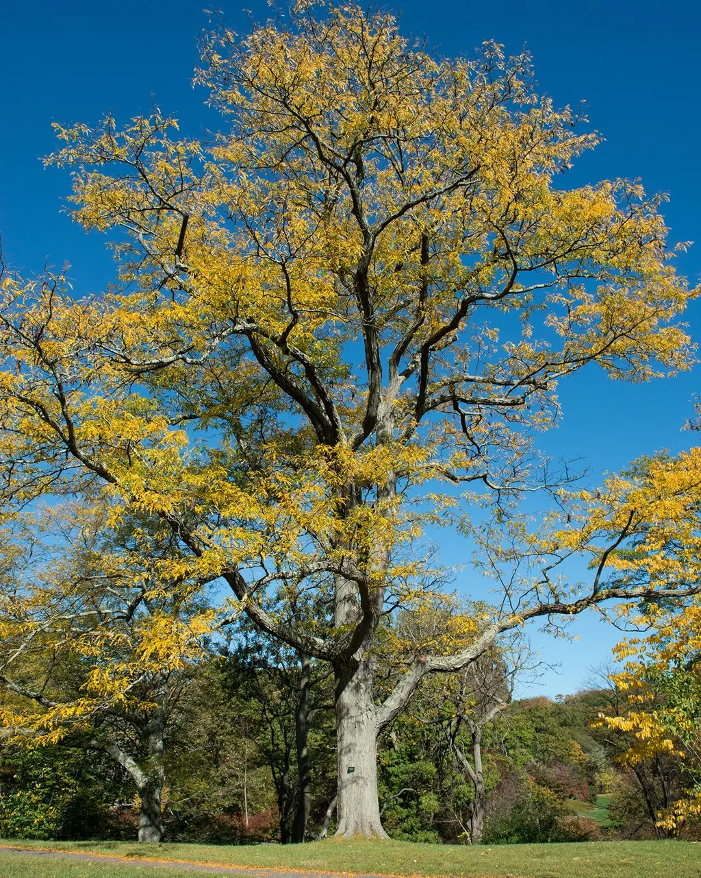 Honey Locust (Gleditsia triacanthos)