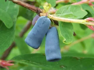 Honeyberry (Lonicera caerulea)
