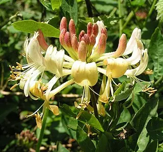 Honeysuckle (Lonicera periclymenum)