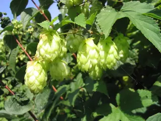 Hops (Humulus lupulus)
