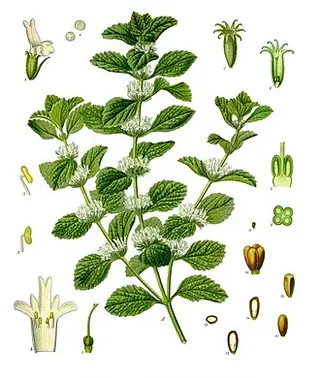White Horehound (Marrubium vulgare)