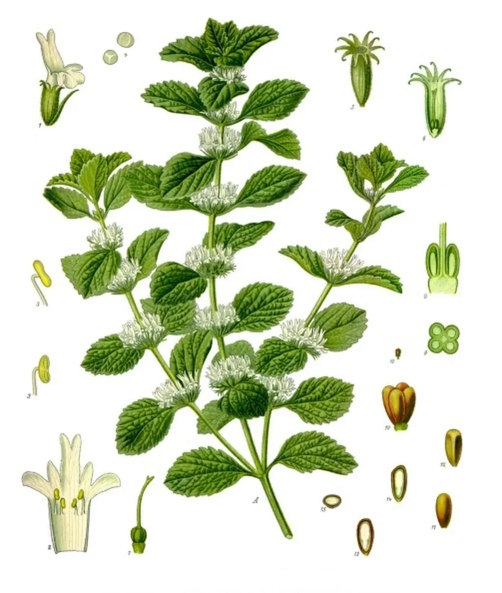 White Horehound (Marrubium vulgare)