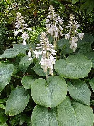 Hosta (Hosta sieboldiana)