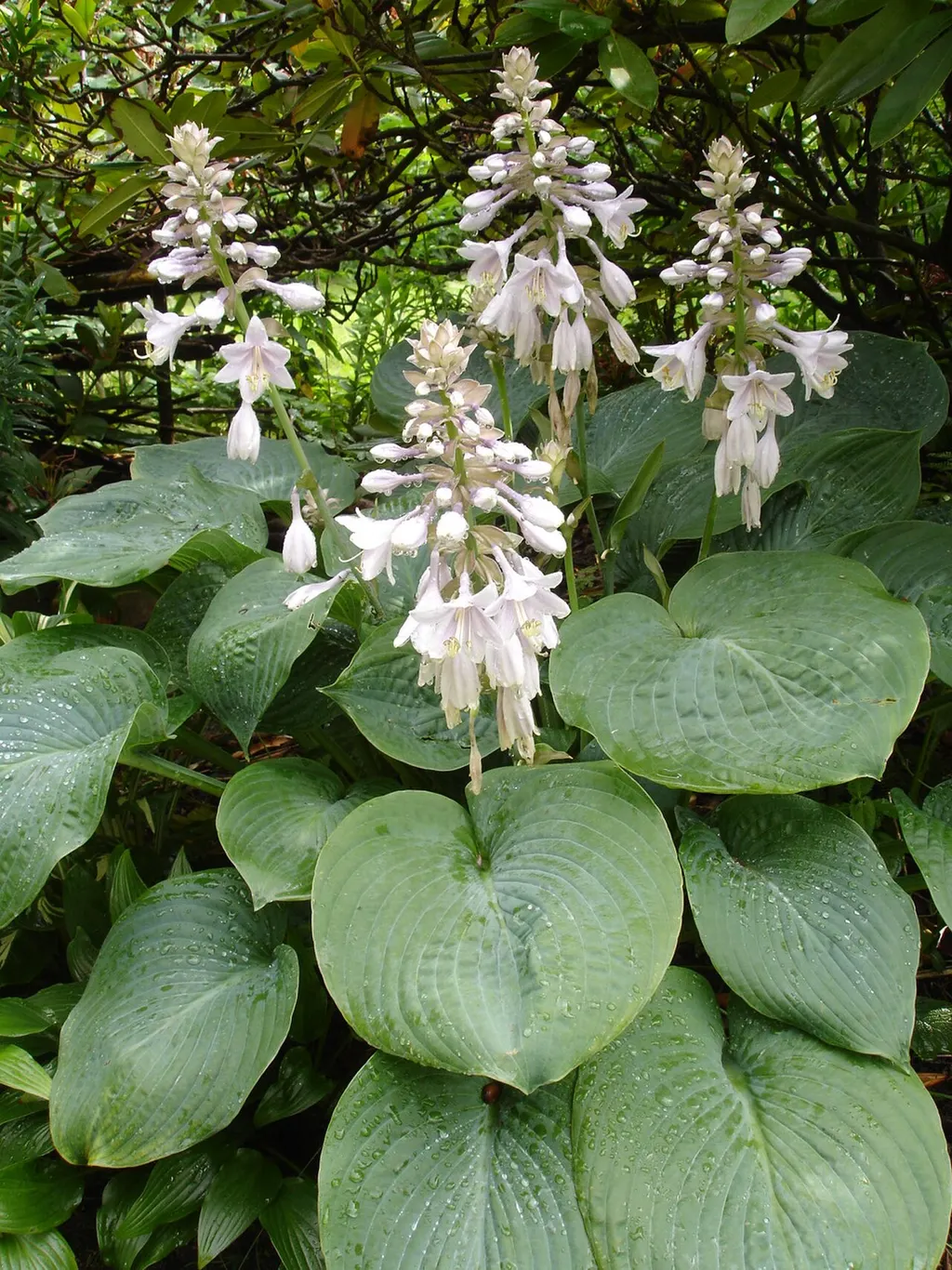 Hosta (Hosta sieboldiana)