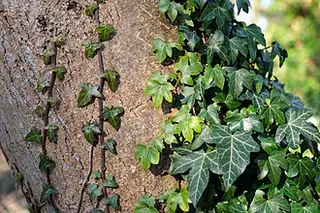 Common Ivy (Hedera helix)