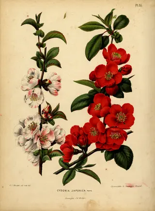 Japanese Quince (Chaenomeles speciosa)