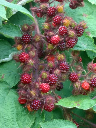 Japanese Wineberry (Rubus phoenicolasius)