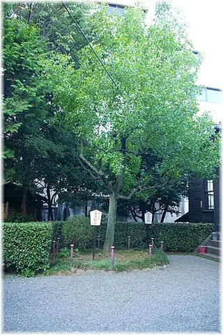 Jujube (Chinese Date) (Ziziphus jujuba)