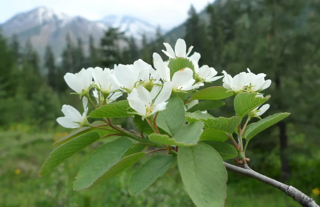 Juneberry (Saskatoon) (Amelanchier alnifolia)