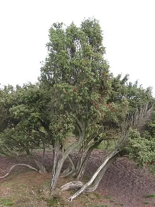 Juniper (Juniperus communis)