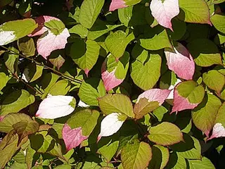 Kolomikta Kiwi (Actinidia kolomikta)