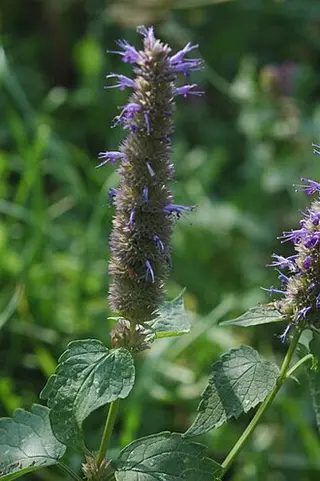 Korean Mint (Purple Giant Hyssop) (Agastache rugosa)