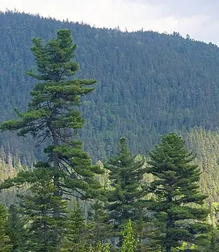 Korean Pine (Pinus koraiensis)