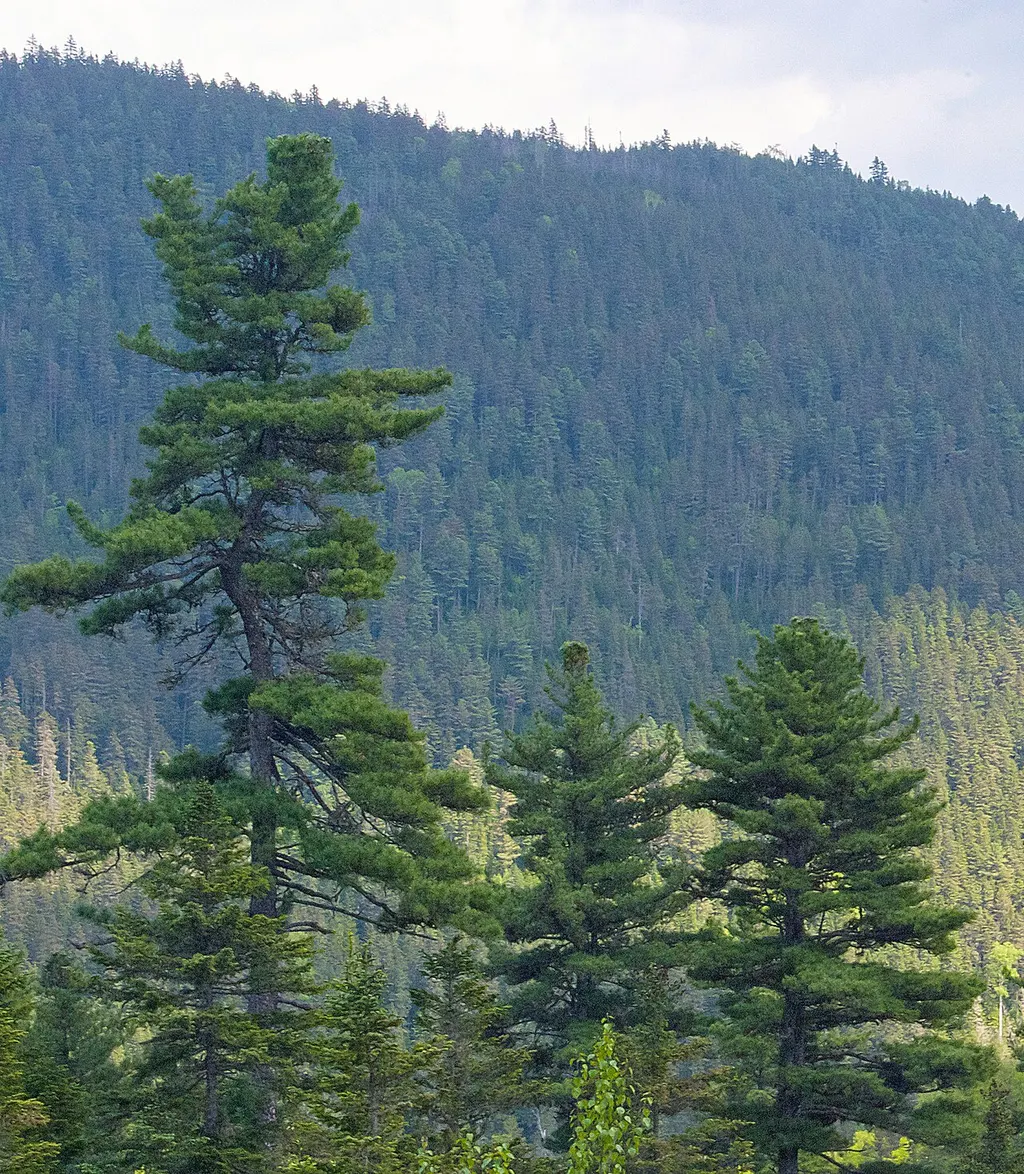 Korean Pine (Pinus koraiensis)