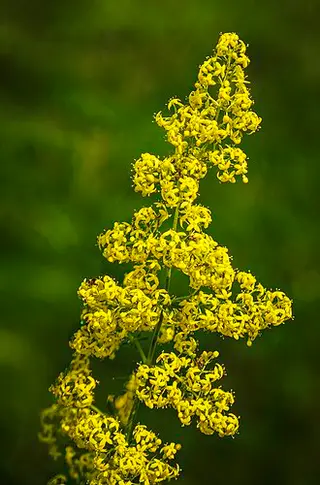 Lady's Bedstraw (Galium verum)